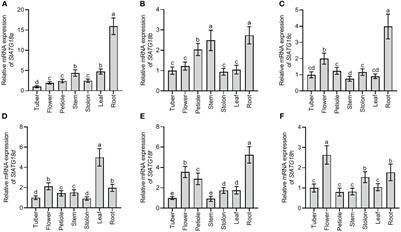 Identification of autophagy-related genes ATG18 subfamily genes in potato (Solanum tuberosum L.) and the role of StATG18a gene in heat stress